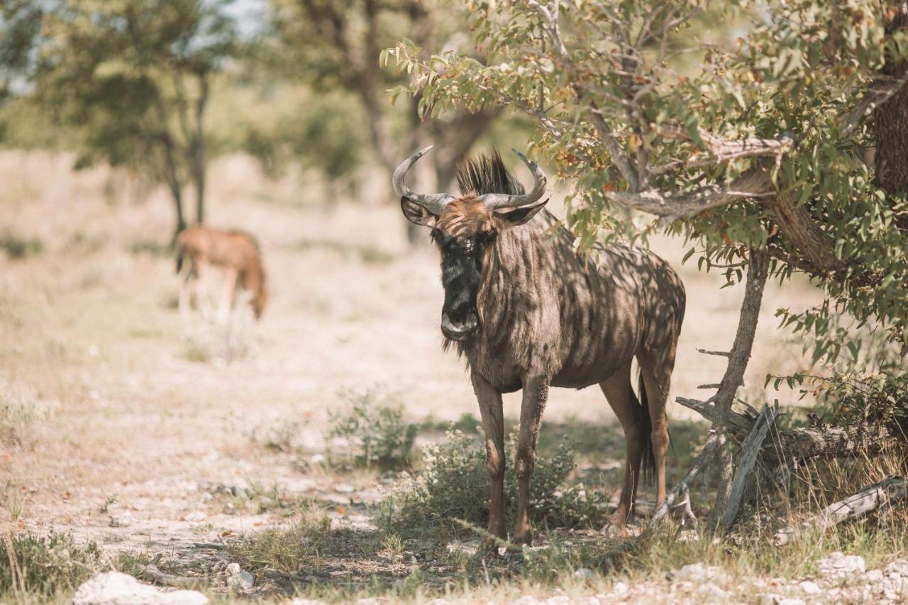 Etosha Safari Campsite Bagian luar foto